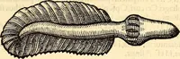An illustration from Icones animalium quadrupedum uiuiparorum et ouiparorum : quae in Historiae animalium Conradi Gesneri libro I. et II. describuntur, cum nomenclaturis singulorum latinis, graecis, italicis, gallicis, et germanicis plerunque, et aliarum quoque linguarum, certis ordinibus digestae (1560)