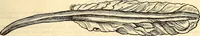An illustration from Icones animalium quadrupedum uiuiparorum et ouiparorum : quae in Historiae animalium Conradi Gesneri libro I. et II. describuntur, cum nomenclaturis singulorum latinis, graecis, italicis, gallicis, et germanicis plerunque, et aliarum quoque linguarum, certis ordinibus digestae (1560)