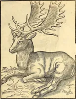 Picture 57 of 971 from Icones animalium quadrupedum uiuiparorum et ouiparorum : quae in Historiae animalium Conradi Gesneri libro I. et II. describuntur, cum nomenclaturis singulorum latinis, graecis, italicis, gallicis, et germanicis plerunque, et aliarum quoque linguarum, certis ordinibus digestae (1560), leaf 60