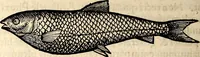 An illustration from Icones animalium quadrupedum uiuiparorum et ouiparorum : quae in Historiae animalium Conradi Gesneri libro I. et II. describuntur, cum nomenclaturis singulorum latinis, graecis, italicis, gallicis, et germanicis plerunque, et aliarum quoque linguarum, certis ordinibus digestae (1560)