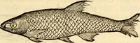 An illustration from Icones animalium quadrupedum uiuiparorum et ouiparorum : quae in Historiae animalium Conradi Gesneri libro I. et II. describuntur, cum nomenclaturis singulorum latinis, graecis, italicis, gallicis, et germanicis plerunque, et aliarum quoque linguarum, certis ordinibus digestae (1560)