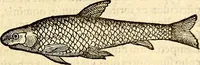 An illustration from Icones animalium quadrupedum uiuiparorum et ouiparorum : quae in Historiae animalium Conradi Gesneri libro I. et II. describuntur, cum nomenclaturis singulorum latinis, graecis, italicis, gallicis, et germanicis plerunque, et aliarum quoque linguarum, certis ordinibus digestae (1560)