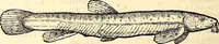 An illustration from Icones animalium quadrupedum uiuiparorum et ouiparorum : quae in Historiae animalium Conradi Gesneri libro I. et II. describuntur, cum nomenclaturis singulorum latinis, graecis, italicis, gallicis, et germanicis plerunque, et aliarum quoque linguarum, certis ordinibus digestae (1560)