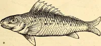 An illustration from Icones animalium quadrupedum uiuiparorum et ouiparorum : quae in Historiae animalium Conradi Gesneri libro I. et II. describuntur, cum nomenclaturis singulorum latinis, graecis, italicis, gallicis, et germanicis plerunque, et aliarum quoque linguarum, certis ordinibus digestae (1560)