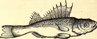 An illustration from Icones animalium quadrupedum uiuiparorum et ouiparorum : quae in Historiae animalium Conradi Gesneri libro I. et II. describuntur, cum nomenclaturis singulorum latinis, graecis, italicis, gallicis, et germanicis plerunque, et aliarum quoque linguarum, certis ordinibus digestae (1560)