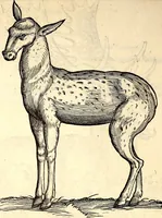 Picture 58 of 971 from Icones animalium quadrupedum uiuiparorum et ouiparorum : quae in Historiae animalium Conradi Gesneri libro I. et II. describuntur, cum nomenclaturis singulorum latinis, graecis, italicis, gallicis, et germanicis plerunque, et aliarum quoque linguarum, certis ordinibus digestae (1560), leaf 61