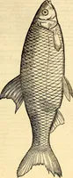 An illustration from Icones animalium quadrupedum uiuiparorum et ouiparorum : quae in Historiae animalium Conradi Gesneri libro I. et II. describuntur, cum nomenclaturis singulorum latinis, graecis, italicis, gallicis, et germanicis plerunque, et aliarum quoque linguarum, certis ordinibus digestae (1560)