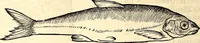 An illustration from Icones animalium quadrupedum uiuiparorum et ouiparorum : quae in Historiae animalium Conradi Gesneri libro I. et II. describuntur, cum nomenclaturis singulorum latinis, graecis, italicis, gallicis, et germanicis plerunque, et aliarum quoque linguarum, certis ordinibus digestae (1560)