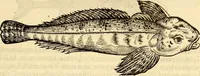 An illustration from Icones animalium quadrupedum uiuiparorum et ouiparorum : quae in Historiae animalium Conradi Gesneri libro I. et II. describuntur, cum nomenclaturis singulorum latinis, graecis, italicis, gallicis, et germanicis plerunque, et aliarum quoque linguarum, certis ordinibus digestae (1560)