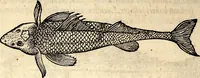 An illustration from Icones animalium quadrupedum uiuiparorum et ouiparorum : quae in Historiae animalium Conradi Gesneri libro I. et II. describuntur, cum nomenclaturis singulorum latinis, graecis, italicis, gallicis, et germanicis plerunque, et aliarum quoque linguarum, certis ordinibus digestae (1560)