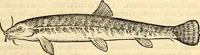 An illustration from Icones animalium quadrupedum uiuiparorum et ouiparorum : quae in Historiae animalium Conradi Gesneri libro I. et II. describuntur, cum nomenclaturis singulorum latinis, graecis, italicis, gallicis, et germanicis plerunque, et aliarum quoque linguarum, certis ordinibus digestae (1560)