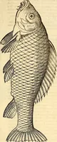 An illustration from Icones animalium quadrupedum uiuiparorum et ouiparorum : quae in Historiae animalium Conradi Gesneri libro I. et II. describuntur, cum nomenclaturis singulorum latinis, graecis, italicis, gallicis, et germanicis plerunque, et aliarum quoque linguarum, certis ordinibus digestae (1560)