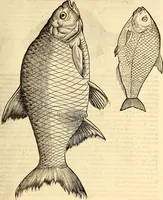 An illustration from Icones animalium quadrupedum uiuiparorum et ouiparorum : quae in Historiae animalium Conradi Gesneri libro I. et II. describuntur, cum nomenclaturis singulorum latinis, graecis, italicis, gallicis, et germanicis plerunque, et aliarum quoque linguarum, certis ordinibus digestae (1560)
