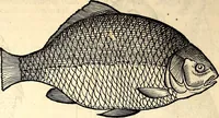 An illustration from Icones animalium quadrupedum uiuiparorum et ouiparorum : quae in Historiae animalium Conradi Gesneri libro I. et II. describuntur, cum nomenclaturis singulorum latinis, graecis, italicis, gallicis, et germanicis plerunque, et aliarum quoque linguarum, certis ordinibus digestae (1560)