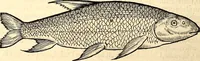 An illustration from Icones animalium quadrupedum uiuiparorum et ouiparorum : quae in Historiae animalium Conradi Gesneri libro I. et II. describuntur, cum nomenclaturis singulorum latinis, graecis, italicis, gallicis, et germanicis plerunque, et aliarum quoque linguarum, certis ordinibus digestae (1560)