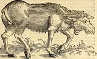 An illustration from Icones animalium quadrupedum uiuiparorum et ouiparorum : quae in Historiae animalium Conradi Gesneri libro I. et II. describuntur, cum nomenclaturis singulorum latinis, graecis, italicis, gallicis, et germanicis plerunque, et aliarum quoque linguarum, certis ordinibus digestae (1560)