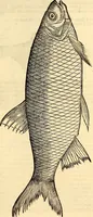 An illustration from Icones animalium quadrupedum uiuiparorum et ouiparorum : quae in Historiae animalium Conradi Gesneri libro I. et II. describuntur, cum nomenclaturis singulorum latinis, graecis, italicis, gallicis, et germanicis plerunque, et aliarum quoque linguarum, certis ordinibus digestae (1560)