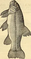 An illustration from Icones animalium quadrupedum uiuiparorum et ouiparorum : quae in Historiae animalium Conradi Gesneri libro I. et II. describuntur, cum nomenclaturis singulorum latinis, graecis, italicis, gallicis, et germanicis plerunque, et aliarum quoque linguarum, certis ordinibus digestae (1560)