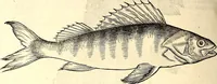 An illustration from Icones animalium quadrupedum uiuiparorum et ouiparorum : quae in Historiae animalium Conradi Gesneri libro I. et II. describuntur, cum nomenclaturis singulorum latinis, graecis, italicis, gallicis, et germanicis plerunque, et aliarum quoque linguarum, certis ordinibus digestae (1560)