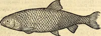 An illustration from Icones animalium quadrupedum uiuiparorum et ouiparorum : quae in Historiae animalium Conradi Gesneri libro I. et II. describuntur, cum nomenclaturis singulorum latinis, graecis, italicis, gallicis, et germanicis plerunque, et aliarum quoque linguarum, certis ordinibus digestae (1560)