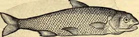 An illustration from Icones animalium quadrupedum uiuiparorum et ouiparorum : quae in Historiae animalium Conradi Gesneri libro I. et II. describuntur, cum nomenclaturis singulorum latinis, graecis, italicis, gallicis, et germanicis plerunque, et aliarum quoque linguarum, certis ordinibus digestae (1560)