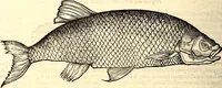 An illustration from Icones animalium quadrupedum uiuiparorum et ouiparorum : quae in Historiae animalium Conradi Gesneri libro I. et II. describuntur, cum nomenclaturis singulorum latinis, graecis, italicis, gallicis, et germanicis plerunque, et aliarum quoque linguarum, certis ordinibus digestae (1560)