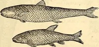An illustration from Icones animalium quadrupedum uiuiparorum et ouiparorum : quae in Historiae animalium Conradi Gesneri libro I. et II. describuntur, cum nomenclaturis singulorum latinis, graecis, italicis, gallicis, et germanicis plerunque, et aliarum quoque linguarum, certis ordinibus digestae (1560)
