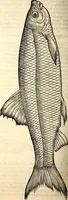 An illustration from Icones animalium quadrupedum uiuiparorum et ouiparorum : quae in Historiae animalium Conradi Gesneri libro I. et II. describuntur, cum nomenclaturis singulorum latinis, graecis, italicis, gallicis, et germanicis plerunque, et aliarum quoque linguarum, certis ordinibus digestae (1560)