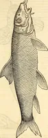 An illustration from Icones animalium quadrupedum uiuiparorum et ouiparorum : quae in Historiae animalium Conradi Gesneri libro I. et II. describuntur, cum nomenclaturis singulorum latinis, graecis, italicis, gallicis, et germanicis plerunque, et aliarum quoque linguarum, certis ordinibus digestae (1560)