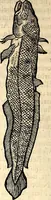 An illustration from Icones animalium quadrupedum uiuiparorum et ouiparorum : quae in Historiae animalium Conradi Gesneri libro I. et II. describuntur, cum nomenclaturis singulorum latinis, graecis, italicis, gallicis, et germanicis plerunque, et aliarum quoque linguarum, certis ordinibus digestae (1560)