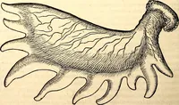 Picture 60 of 971 from Icones animalium quadrupedum uiuiparorum et ouiparorum : quae in Historiae animalium Conradi Gesneri libro I. et II. describuntur, cum nomenclaturis singulorum latinis, graecis, italicis, gallicis, et germanicis plerunque, et aliarum quoque linguarum, certis ordinibus digestae (1560), leaf 63