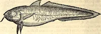 An illustration from Icones animalium quadrupedum uiuiparorum et ouiparorum : quae in Historiae animalium Conradi Gesneri libro I. et II. describuntur, cum nomenclaturis singulorum latinis, graecis, italicis, gallicis, et germanicis plerunque, et aliarum quoque linguarum, certis ordinibus digestae (1560)