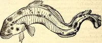 An illustration from Icones animalium quadrupedum uiuiparorum et ouiparorum : quae in Historiae animalium Conradi Gesneri libro I. et II. describuntur, cum nomenclaturis singulorum latinis, graecis, italicis, gallicis, et germanicis plerunque, et aliarum quoque linguarum, certis ordinibus digestae (1560)