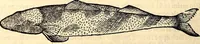 An illustration from Icones animalium quadrupedum uiuiparorum et ouiparorum : quae in Historiae animalium Conradi Gesneri libro I. et II. describuntur, cum nomenclaturis singulorum latinis, graecis, italicis, gallicis, et germanicis plerunque, et aliarum quoque linguarum, certis ordinibus digestae (1560)