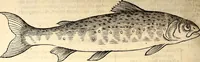 An illustration from Icones animalium quadrupedum uiuiparorum et ouiparorum : quae in Historiae animalium Conradi Gesneri libro I. et II. describuntur, cum nomenclaturis singulorum latinis, graecis, italicis, gallicis, et germanicis plerunque, et aliarum quoque linguarum, certis ordinibus digestae (1560)