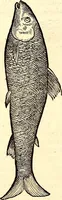 An illustration from Icones animalium quadrupedum uiuiparorum et ouiparorum : quae in Historiae animalium Conradi Gesneri libro I. et II. describuntur, cum nomenclaturis singulorum latinis, graecis, italicis, gallicis, et germanicis plerunque, et aliarum quoque linguarum, certis ordinibus digestae (1560)