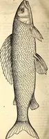 An illustration from Icones animalium quadrupedum uiuiparorum et ouiparorum : quae in Historiae animalium Conradi Gesneri libro I. et II. describuntur, cum nomenclaturis singulorum latinis, graecis, italicis, gallicis, et germanicis plerunque, et aliarum quoque linguarum, certis ordinibus digestae (1560)
