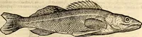 An illustration from Icones animalium quadrupedum uiuiparorum et ouiparorum : quae in Historiae animalium Conradi Gesneri libro I. et II. describuntur, cum nomenclaturis singulorum latinis, graecis, italicis, gallicis, et germanicis plerunque, et aliarum quoque linguarum, certis ordinibus digestae (1560)