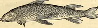 An illustration from Icones animalium quadrupedum uiuiparorum et ouiparorum : quae in Historiae animalium Conradi Gesneri libro I. et II. describuntur, cum nomenclaturis singulorum latinis, graecis, italicis, gallicis, et germanicis plerunque, et aliarum quoque linguarum, certis ordinibus digestae (1560)