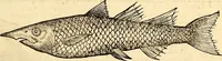 An illustration from Icones animalium quadrupedum uiuiparorum et ouiparorum : quae in Historiae animalium Conradi Gesneri libro I. et II. describuntur, cum nomenclaturis singulorum latinis, graecis, italicis, gallicis, et germanicis plerunque, et aliarum quoque linguarum, certis ordinibus digestae (1560)