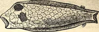 An illustration from Icones animalium quadrupedum uiuiparorum et ouiparorum : quae in Historiae animalium Conradi Gesneri libro I. et II. describuntur, cum nomenclaturis singulorum latinis, graecis, italicis, gallicis, et germanicis plerunque, et aliarum quoque linguarum, certis ordinibus digestae (1560)