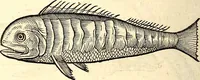 An illustration from Icones animalium quadrupedum uiuiparorum et ouiparorum : quae in Historiae animalium Conradi Gesneri libro I. et II. describuntur, cum nomenclaturis singulorum latinis, graecis, italicis, gallicis, et germanicis plerunque, et aliarum quoque linguarum, certis ordinibus digestae (1560)