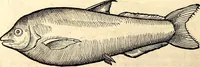 An illustration from Icones animalium quadrupedum uiuiparorum et ouiparorum : quae in Historiae animalium Conradi Gesneri libro I. et II. describuntur, cum nomenclaturis singulorum latinis, graecis, italicis, gallicis, et germanicis plerunque, et aliarum quoque linguarum, certis ordinibus digestae (1560)