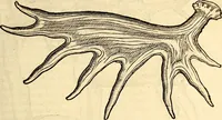 Picture 61 of 971 from Icones animalium quadrupedum uiuiparorum et ouiparorum : quae in Historiae animalium Conradi Gesneri libro I. et II. describuntur, cum nomenclaturis singulorum latinis, graecis, italicis, gallicis, et germanicis plerunque, et aliarum quoque linguarum, certis ordinibus digestae (1560), leaf 64
