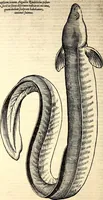 An illustration from Icones animalium quadrupedum uiuiparorum et ouiparorum : quae in Historiae animalium Conradi Gesneri libro I. et II. describuntur, cum nomenclaturis singulorum latinis, graecis, italicis, gallicis, et germanicis plerunque, et aliarum quoque linguarum, certis ordinibus digestae (1560)