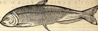 An illustration from Icones animalium quadrupedum uiuiparorum et ouiparorum : quae in Historiae animalium Conradi Gesneri libro I. et II. describuntur, cum nomenclaturis singulorum latinis, graecis, italicis, gallicis, et germanicis plerunque, et aliarum quoque linguarum, certis ordinibus digestae (1560)
