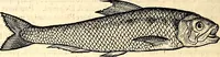 An illustration from Icones animalium quadrupedum uiuiparorum et ouiparorum : quae in Historiae animalium Conradi Gesneri libro I. et II. describuntur, cum nomenclaturis singulorum latinis, graecis, italicis, gallicis, et germanicis plerunque, et aliarum quoque linguarum, certis ordinibus digestae (1560)