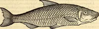 An illustration from Icones animalium quadrupedum uiuiparorum et ouiparorum : quae in Historiae animalium Conradi Gesneri libro I. et II. describuntur, cum nomenclaturis singulorum latinis, graecis, italicis, gallicis, et germanicis plerunque, et aliarum quoque linguarum, certis ordinibus digestae (1560)