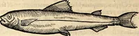 An illustration from Icones animalium quadrupedum uiuiparorum et ouiparorum : quae in Historiae animalium Conradi Gesneri libro I. et II. describuntur, cum nomenclaturis singulorum latinis, graecis, italicis, gallicis, et germanicis plerunque, et aliarum quoque linguarum, certis ordinibus digestae (1560)
