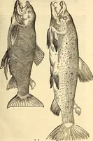 An illustration from Icones animalium quadrupedum uiuiparorum et ouiparorum : quae in Historiae animalium Conradi Gesneri libro I. et II. describuntur, cum nomenclaturis singulorum latinis, graecis, italicis, gallicis, et germanicis plerunque, et aliarum quoque linguarum, certis ordinibus digestae (1560)